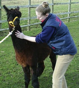 Alpaca