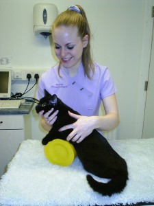Paralysed cat - Better now!