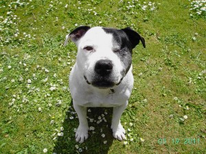 Smiling Floyd - Elbow dysplasia and back pain