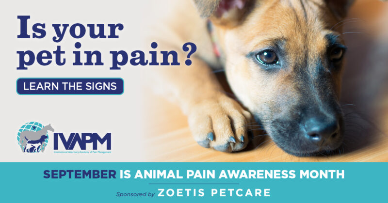 September is Pet Pain awareness month
